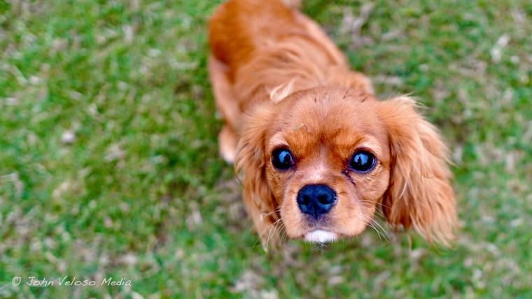Cavalier King Charles puppy peering up from the grass