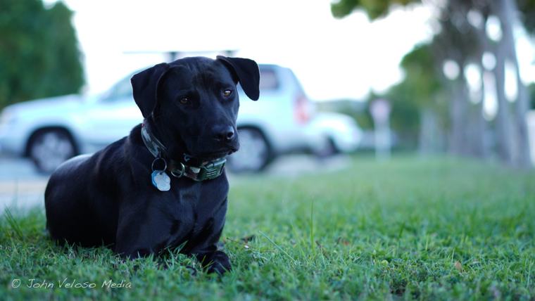 Black dog resting on the grass